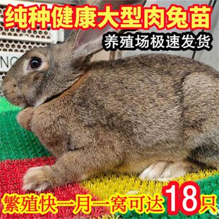 肉兔苗比利时新西兰兔花色黑色大型家养小兔子白兔月月兔崽子活体