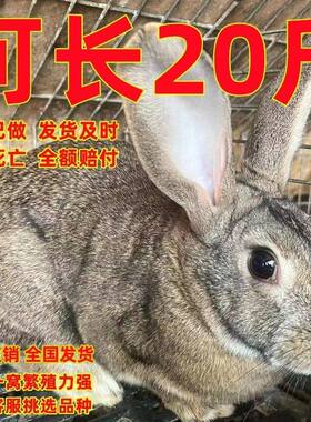 【活泼可爱宠】比利时大兔子活物新西兰白兔八点黑花兔可食用繁殖