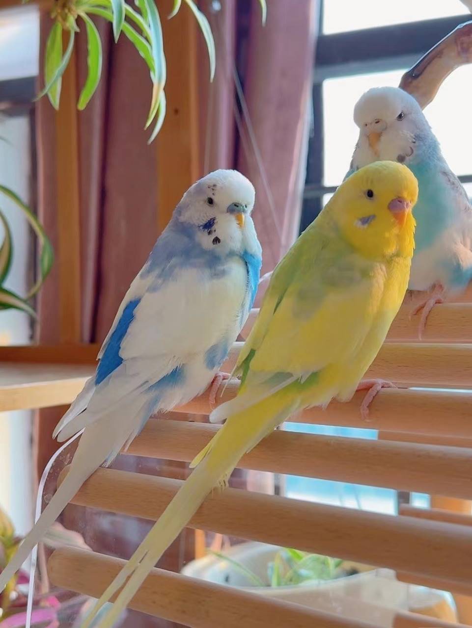 特色大头虎皮手养虎皮鹦鹉云斑活鸟鸟活物家养会说话幼鸟宠物活体