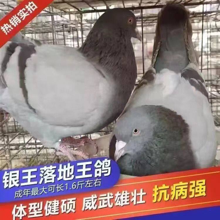 鸽子活体青年鸽一对肉鸽家养瓦灰白羽王雨点落地王米玛斯健康包活