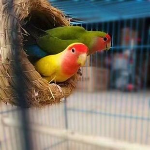 桃面类牡丹鹦鹉活鸟黄桃绿桃鹦鹉鸟一对亲人学说话鸟观赏鸟爱情鸟