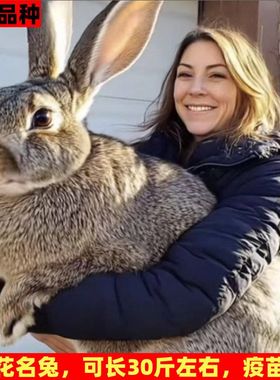 美国进口巨型花名兔兔子活体外来品种纯种大型肉兔可繁殖公母挑选