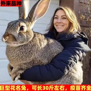 美国进口巨型花名兔兔子活体外来品种纯种大型肉兔可繁殖公母挑选