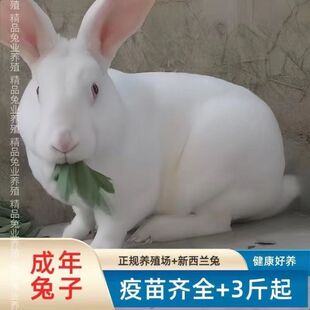 成年活体种兔三斤以上新西兰白兔好养活养殖场直发疫苗已做大肚子