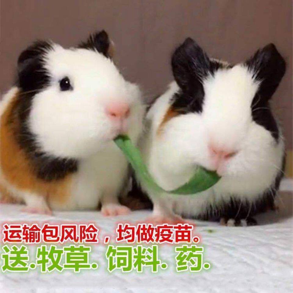 荷兰猪宠物豚鼠活物河南猪荷兰鼠荷兰猪活体荷兰兔迷你温顺小宠物