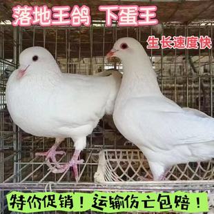 肉鸽批发鸽子落地种鸽王鸽活体活物一对下蛋信鸽繁殖青年便宜