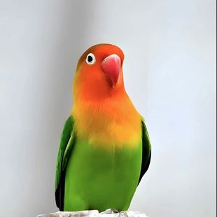 爱情鸟牡丹笼养鹦鹉红嘴活体成年身会小鸟技能活鸟学说话宠物鸟