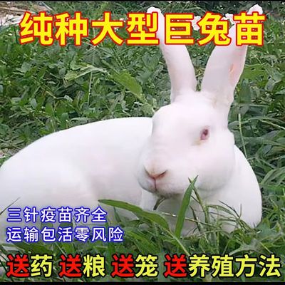 兔子活兔活体大巨型肉兔小白兔小兔子种兔家养肉兔苗月月兔活物