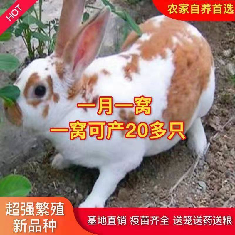 兔子家养肉兔大型比利时花兔巨型兔