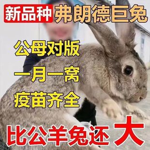 兔子活体活物大型肉兔兔苗新西兰白兔比利时巨兔可食用繁殖