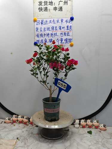 福利  黑美人055