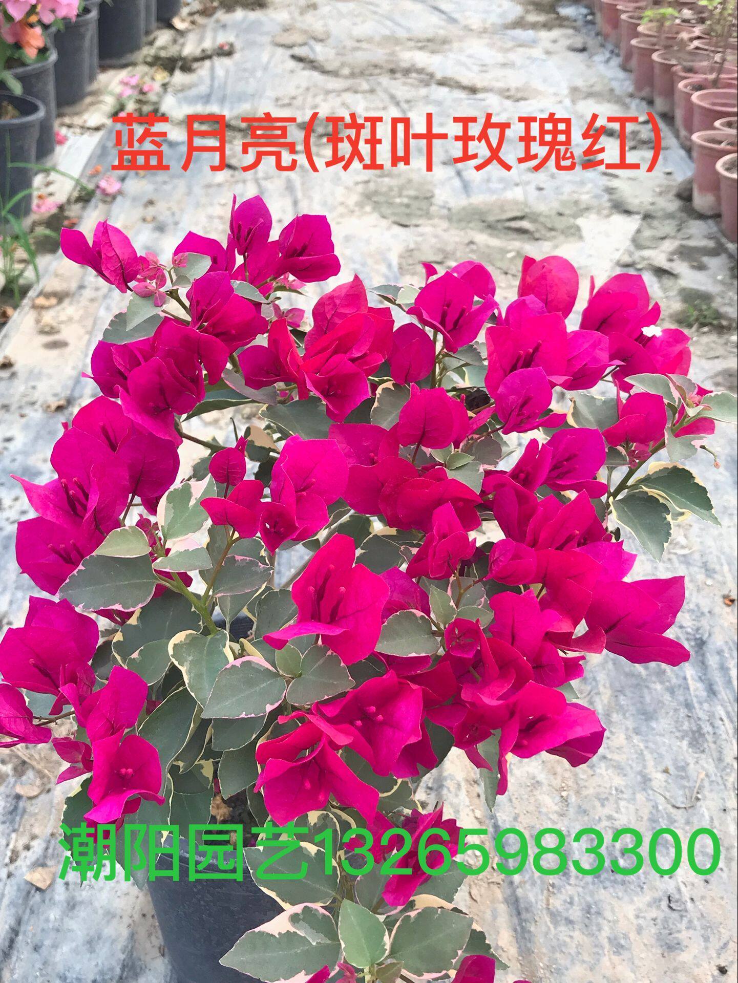 三角梅蓝月亮扦插苗带盆