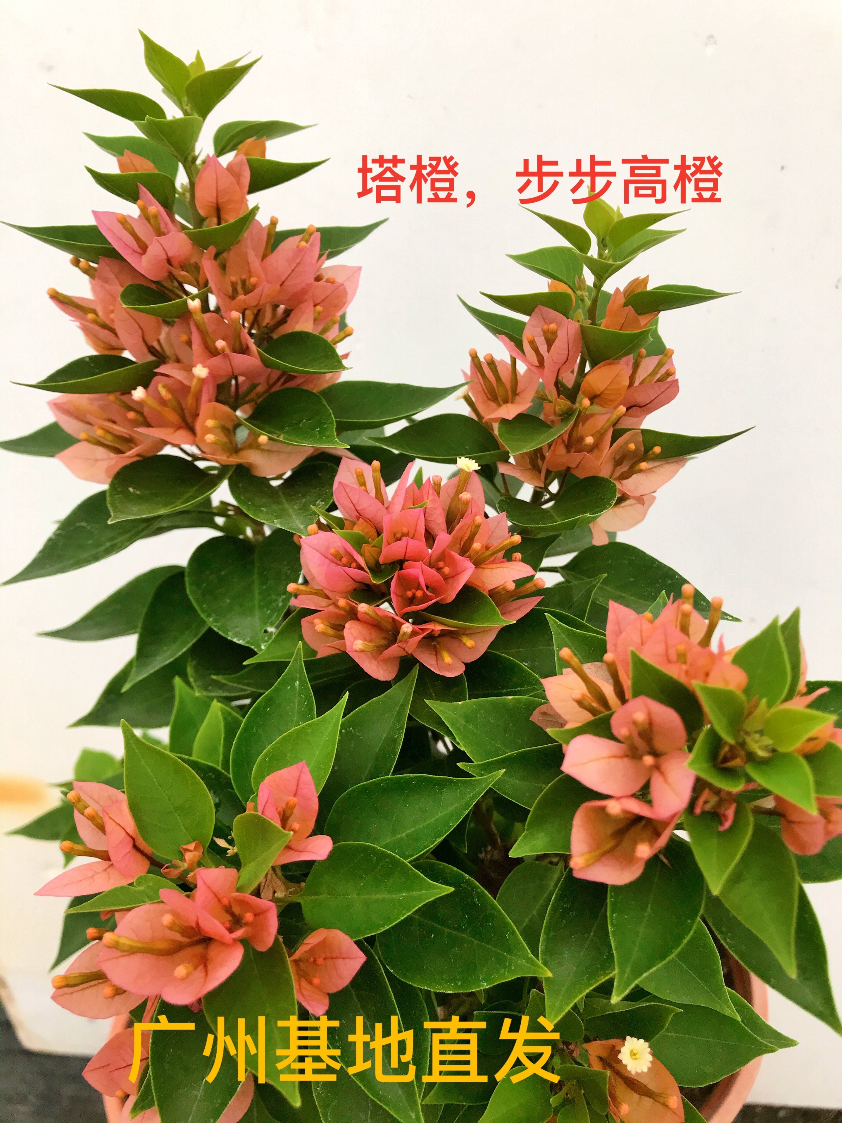 三角梅塔橙扦插苗,鲜花速递/花卉仿真/绿植园艺,绣球/木绣球/木本植物,淘宝优惠券,粉丝福利购,淘宝优惠卷