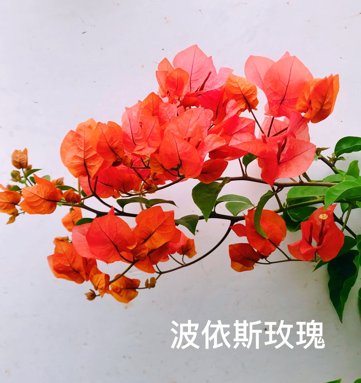 三角梅波依斯玫瑰三角梅