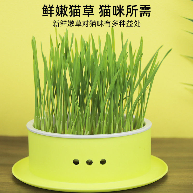 新款猫草盆无土水培小麦种子猫草盒套装去毛球促消化猫咪零食