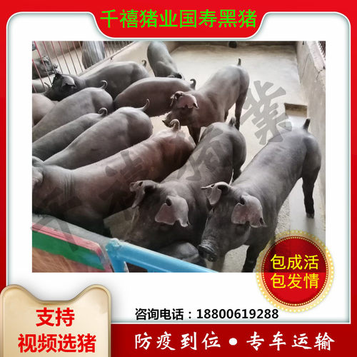 原种国寿黑猪黑金刚母猪黑杜公猪