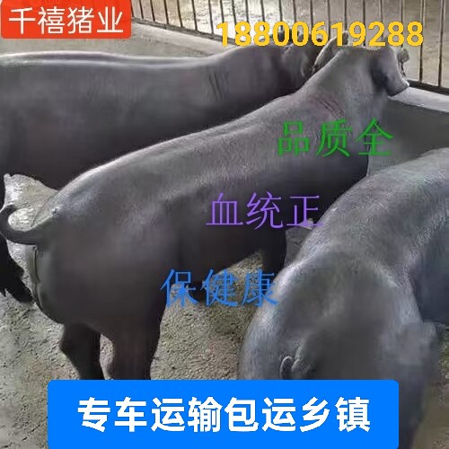 精品国寿黑公猪黑金刚母猪原种黑杜公猪仔新美系杜洛克种公猪包邮