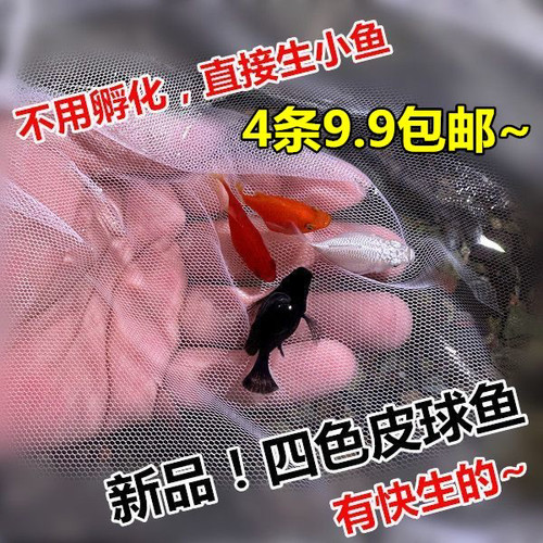 玛丽球鱼热带鱼直接生小鱼简单养