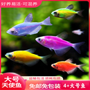 天使鱼大号观赏鱼热带鱼淡水好养耐活群游七彩红天使紫天使柠檬黄