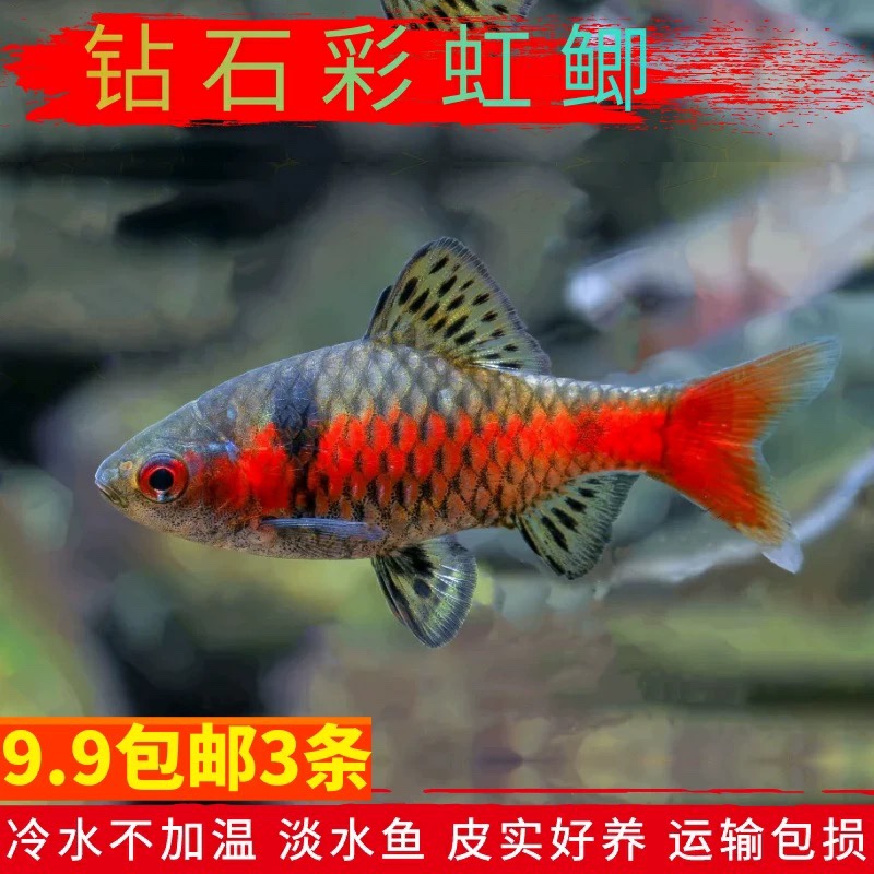 活体观赏鱼钻石彩虹鲫冷水淡水鱼