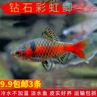 活体观赏鱼钻石彩虹鲫冷水淡水鱼原生鱼耐低温群游新手鱼锦鲤金鱼