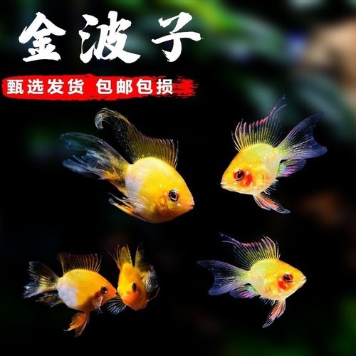 桃心金波子阿凡达凤凰鱼皮卡丘宝