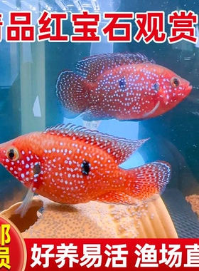 血钻红宝石鱼网红红色热带鱼活淡水观赏鱼清仓红宝石鱼大号