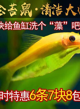 金苔鼠鱼热带淡水鱼清理鱼缸垃圾