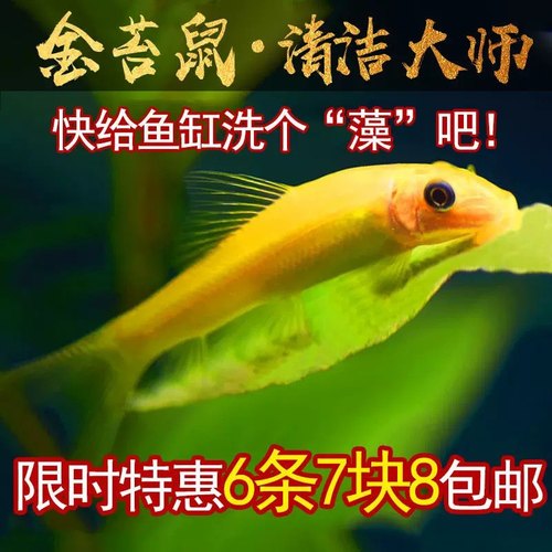 金苔鼠鱼热带淡水鱼清理鱼缸垃圾