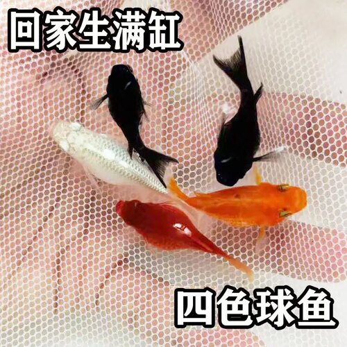 直接生小鱼玛丽球胎生鱼热带鱼
