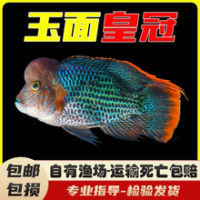 红尾皇冠鱼活体玉面皇冠鱼老寿星鱼蓝面财神中大型热带鱼观赏鱼
