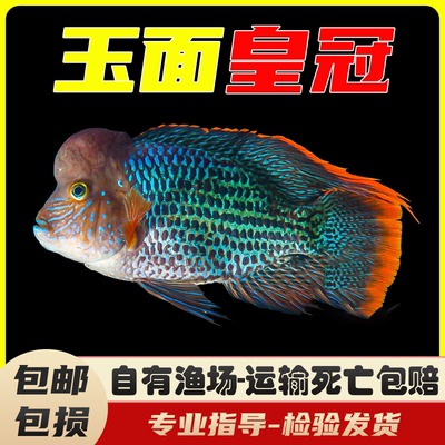 好养耐活玉面皇冠鱼热带淡水鱼