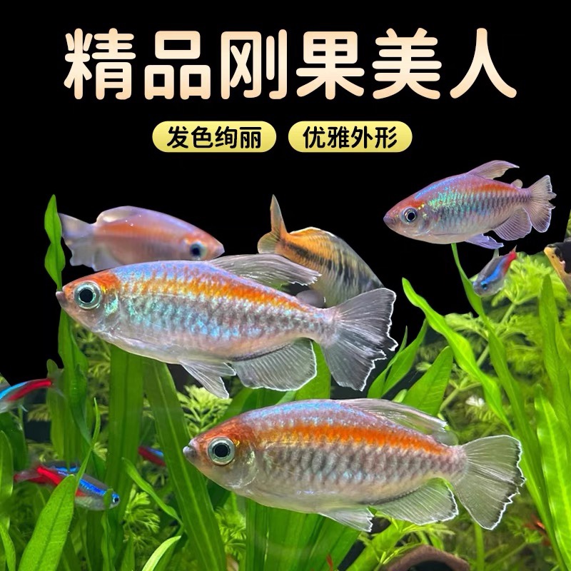 好养耐活刚果美人鱼热带淡水鱼