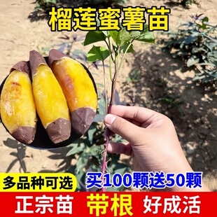 红薯苗榴莲蜜薯苗黄心农科院蜜薯烟薯苗冰淇淋紫薯红苕苗地瓜种苗
