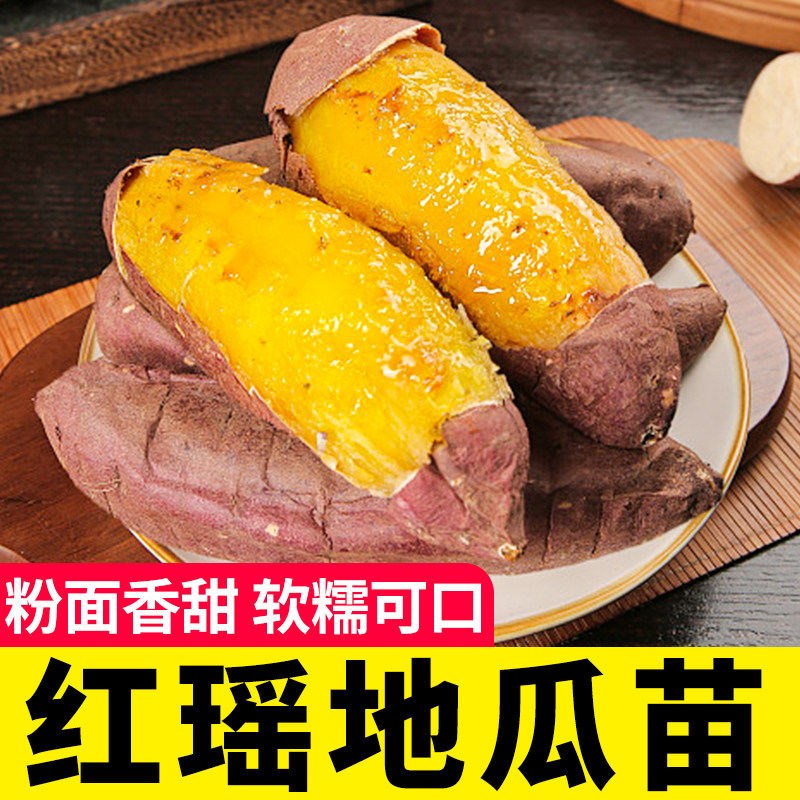 红瑶地瓜苗红薯苗紫薯蜜薯苗超甜西瓜红板栗薯秧苗烟薯老品种薯苗