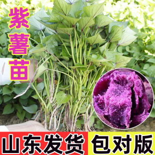 紫薯秧苗正宗板栗地瓜苗秧高产红心老品种红薯苗山东春季种小香薯