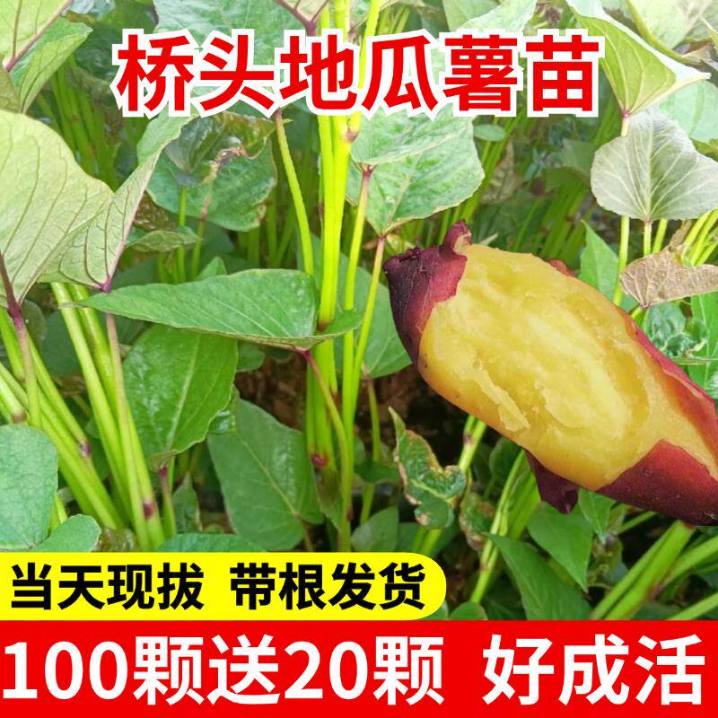 桥头地瓜苗板栗红薯苗农科院种苗子糖心蜜薯紫薯烟薯秧苗种子25