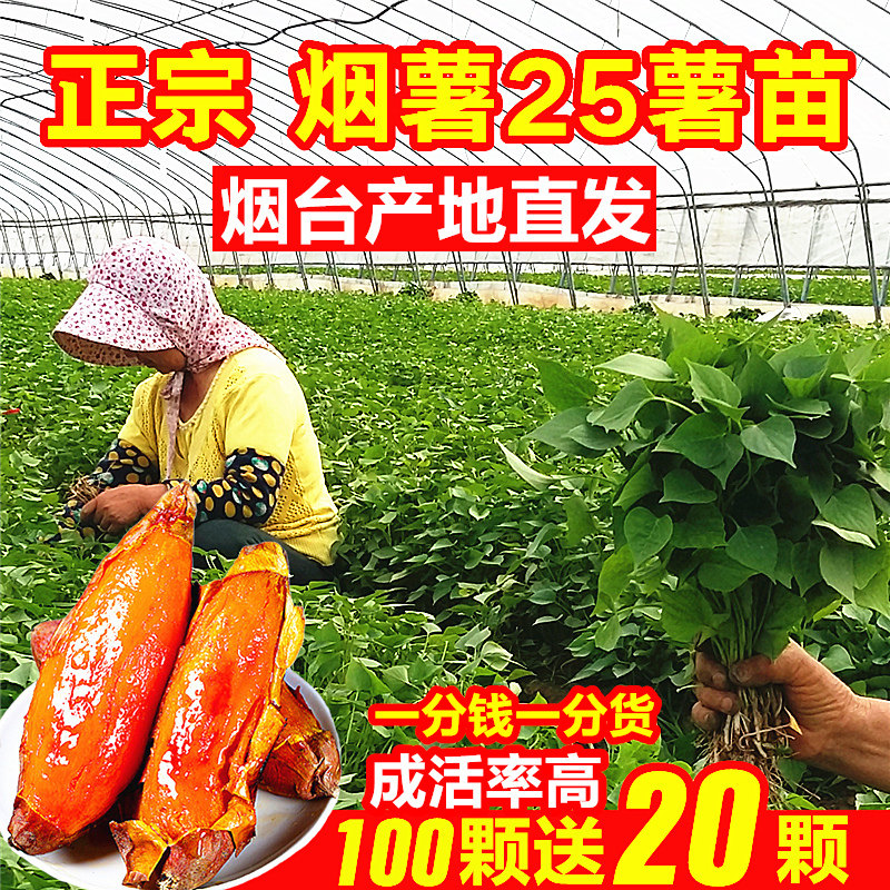 保真正宗山东烟台烟薯25号薯苗种苗红薯苗秧蜜薯脱毒一代地瓜牙