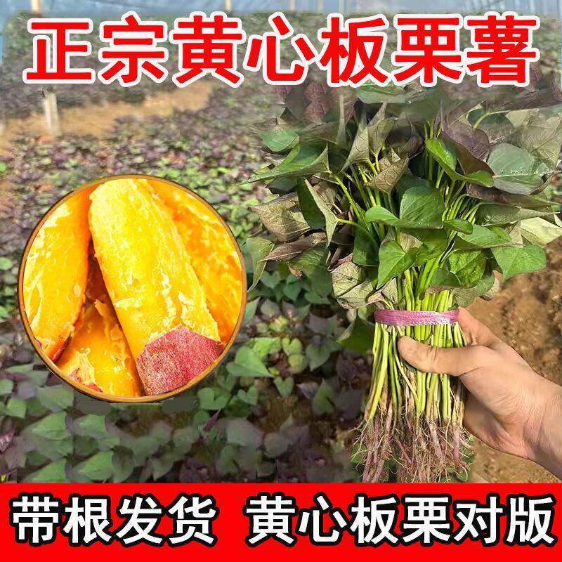 红薯苗板栗黄心种薯苗蛋黄心无丝高产地瓜黄金番薯脱毒种植地瓜苗