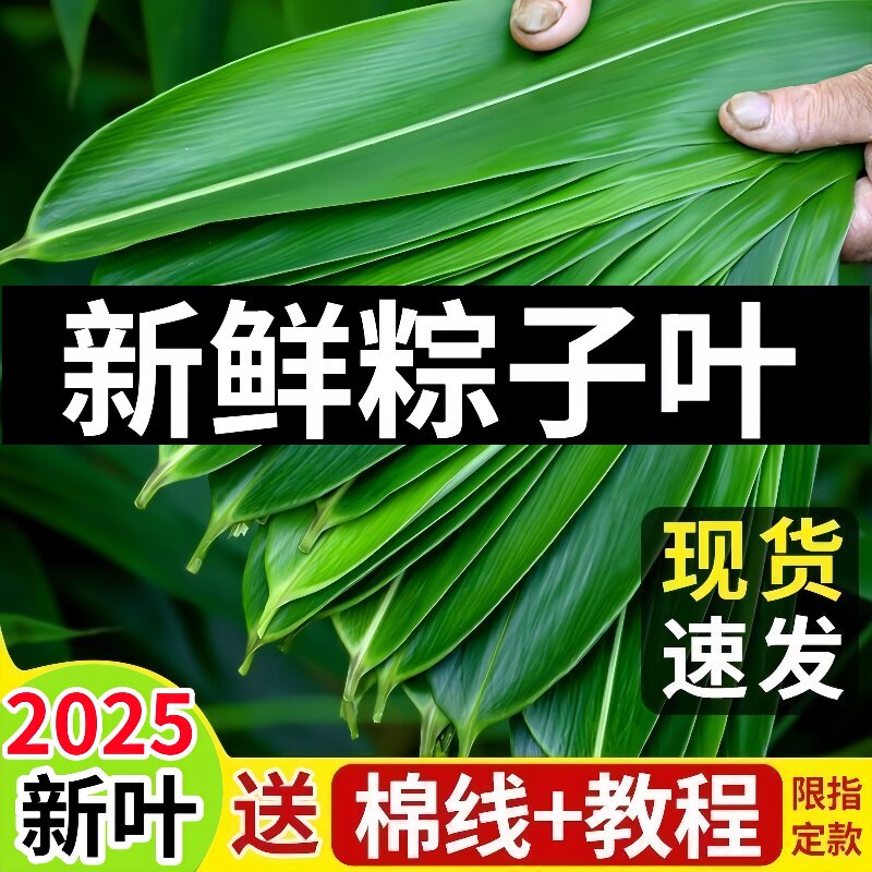 纯天然野生新鲜粽叶无污染包粽子柴叶清香芦苇叶长宽粽子叶100片