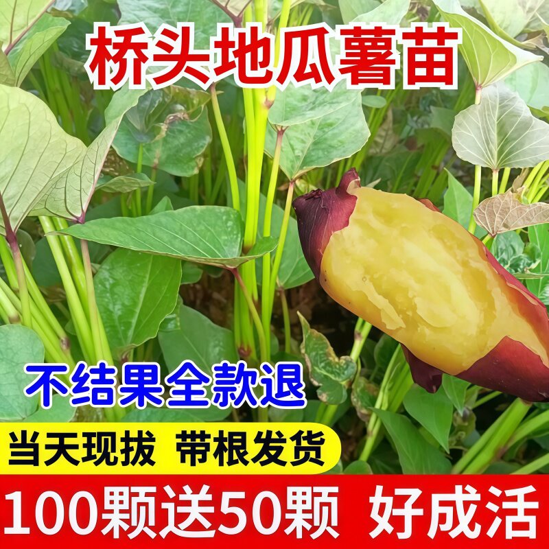 桥头地瓜苗板栗紫薯苗西瓜红苗冰淇淋薯苗糖心蜜薯秧苗