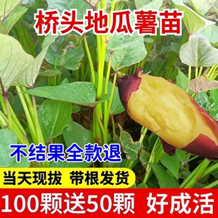 桥头地瓜苗板栗紫薯苗西瓜红苗冰淇淋薯苗糖心蜜薯秧苗