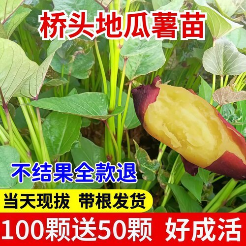 桥头地瓜苗板栗紫薯苗西瓜红苗冰淇淋薯苗糖心蜜薯秧苗