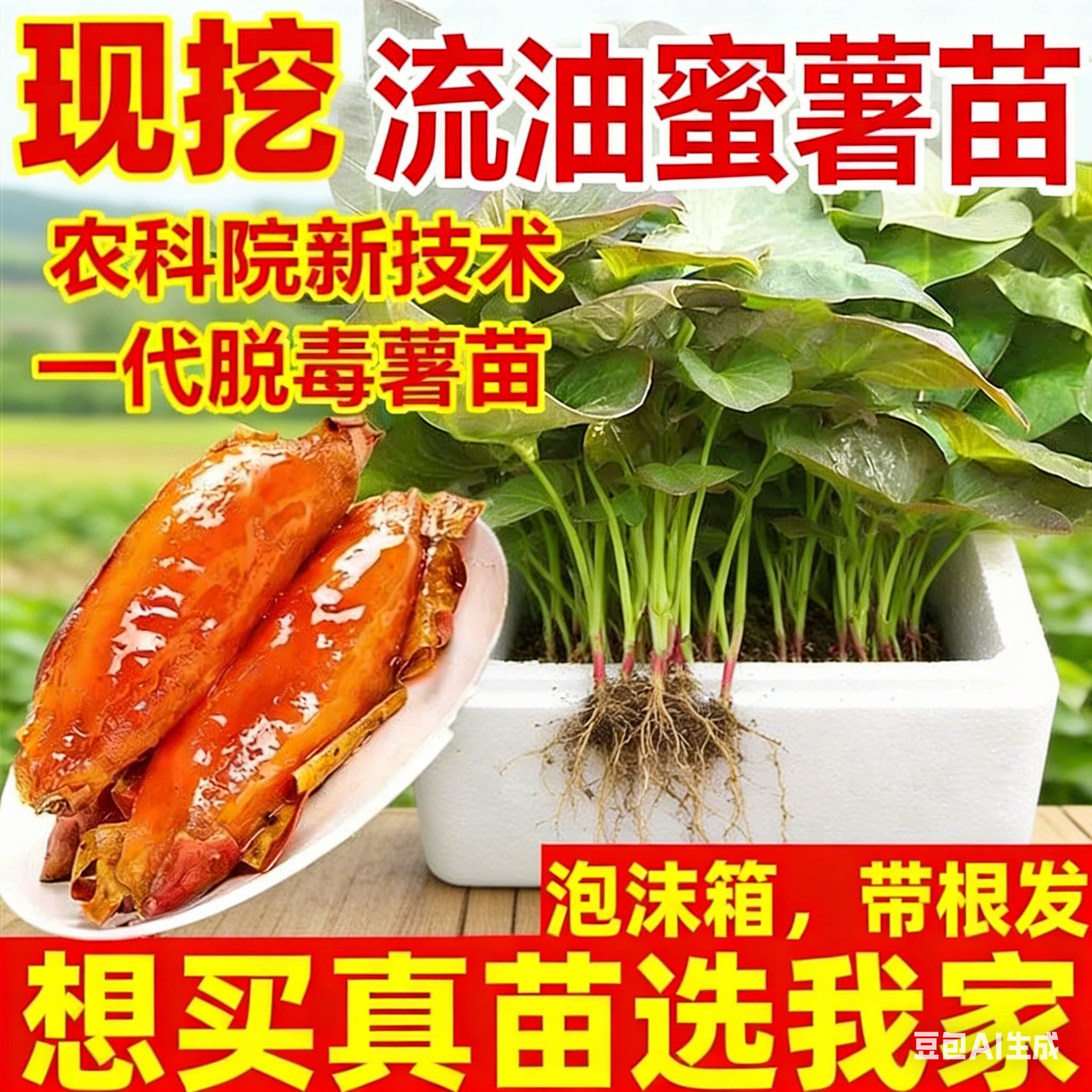 流油蜜薯苗西瓜红薯苗红心蜜薯种苗冰糖心哈密薯秧带根大苗包对版