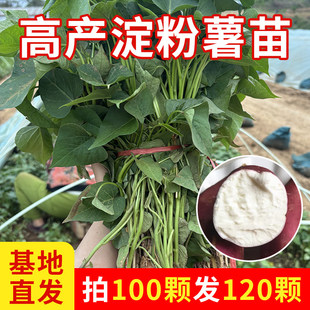 高产白心板栗红薯秧苗老品种商薯19地瓜苗秧番薯苗种植苗山芋苗种