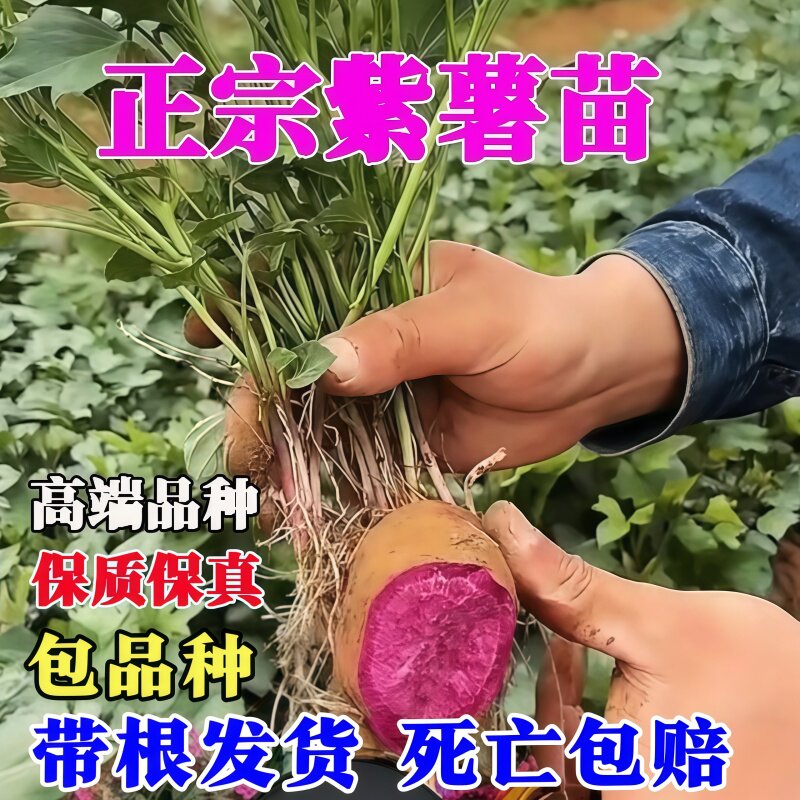紫薯苗山东正宗脱毒地瓜秧高产种植番薯藤水晶紫薯紫罗兰花叶2代