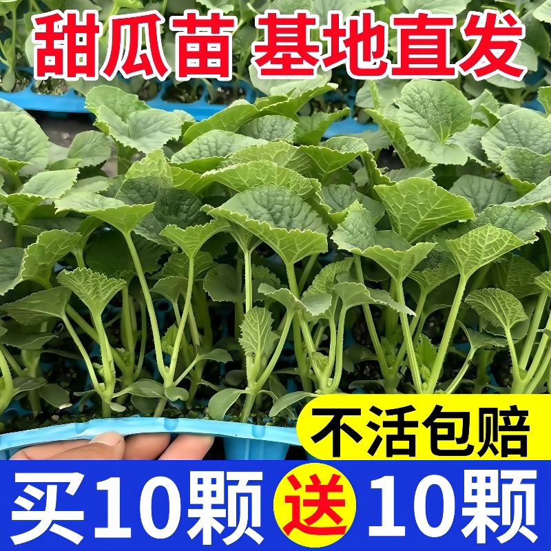 高产羊角蜜甜瓜秧苗超甜香瓜苗绿宝石甜瓜苗水果黄瓜博洋九号幼苗