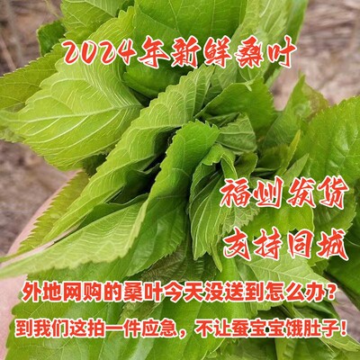 [福州发货] 新鲜桑叶 蚕宝宝食物 桑葚叶  蚁蚕  特嫩桑叶一包