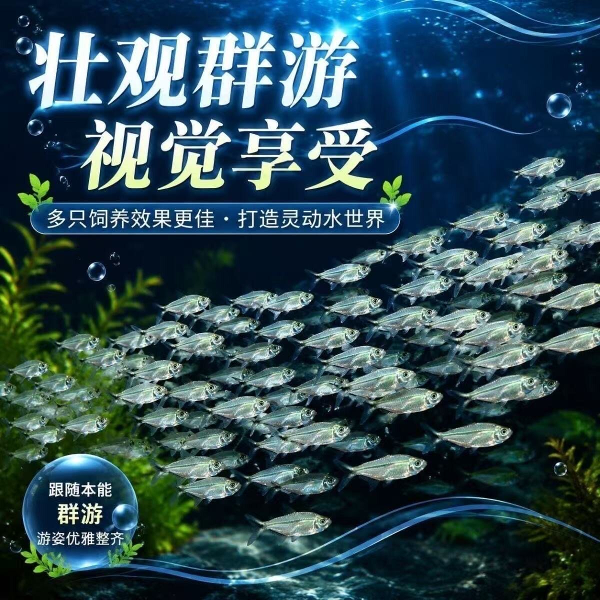 黑尾大勾群游之王鱼草缸小型活体热带观赏鱼淡水天使红大勾灯科鱼