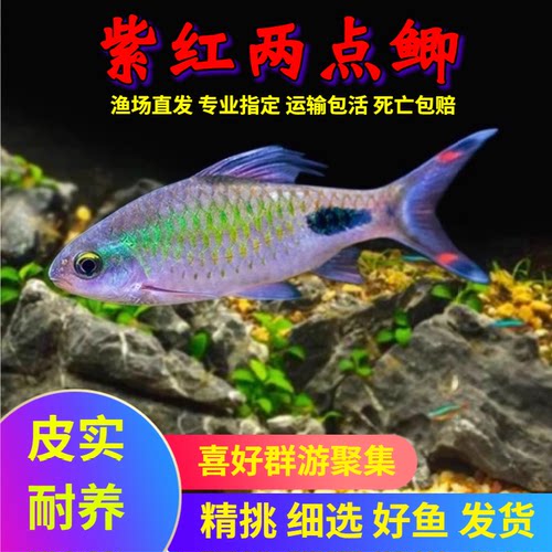 紫红两点鲫水草缸群游之王黑影道人热带观赏鱼原生冷水鱼好养易活